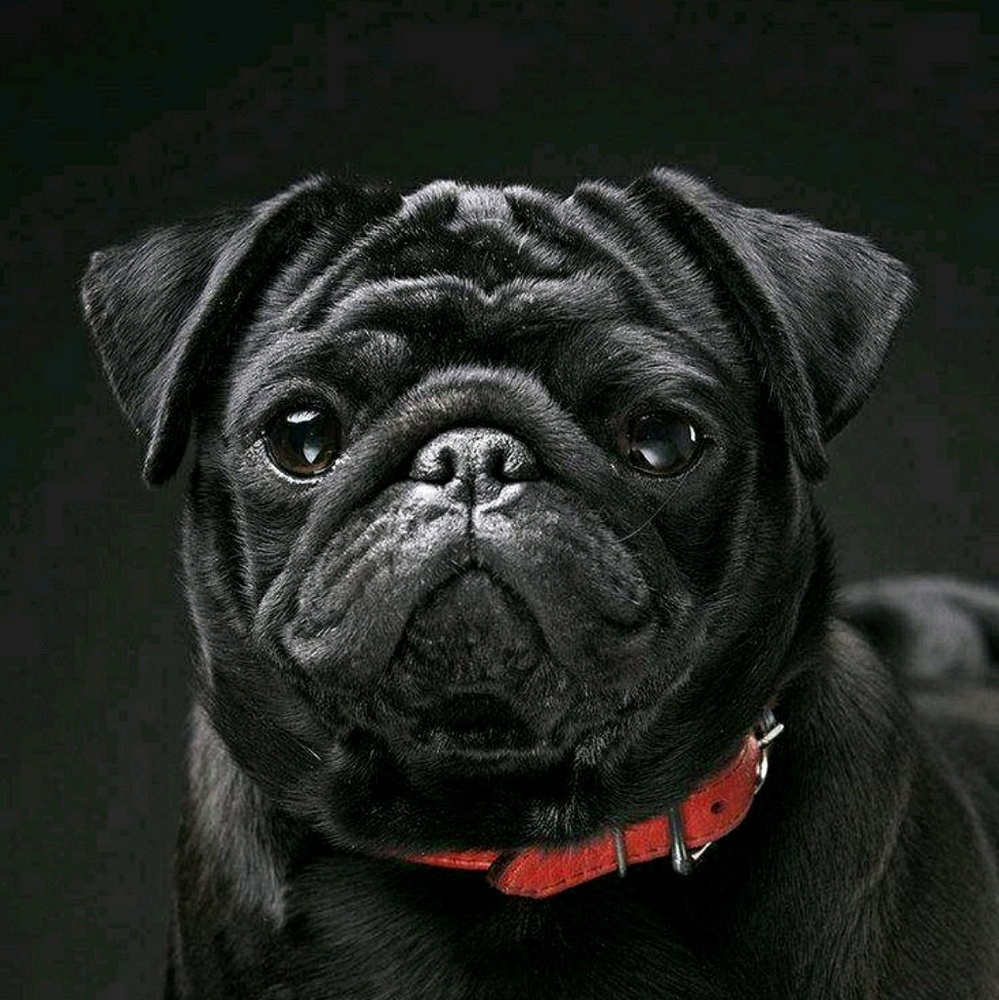 Meet your Posher, Mario